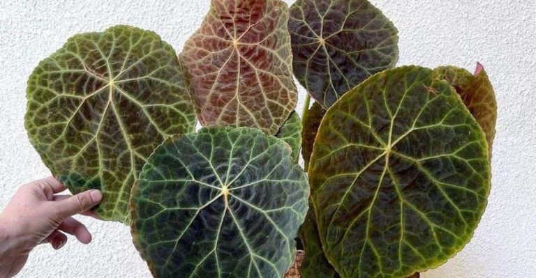 16 Flower Varieties You Can Grow in Just Water (No Soil Needed)