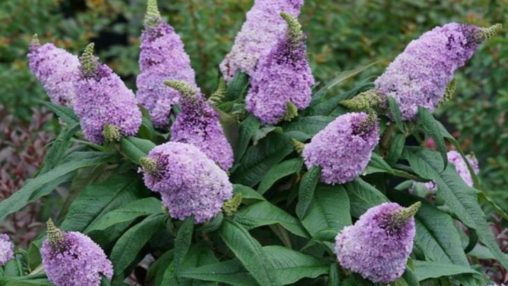 16 Flowering Shrubs That Practically Take Care of Themselves