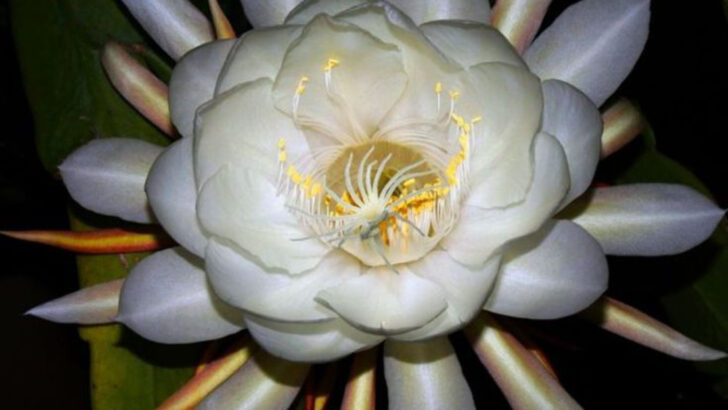 16 Flowers That Bloom in the Dark—Perfect for Evening Patios