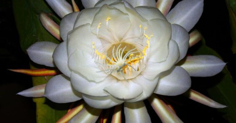 16 Flowers That Bloom in the Dark—Perfect for Evening Patios