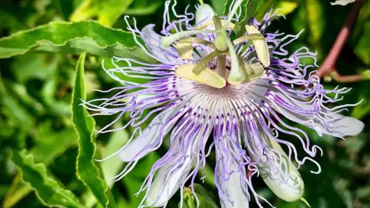 16 Flowers That Look Exotic but Grow Like Weeds