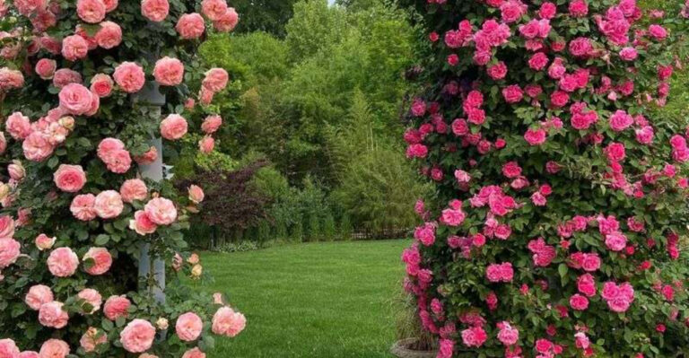 16 Fragrant Vines for Instant Privacy and Perfume