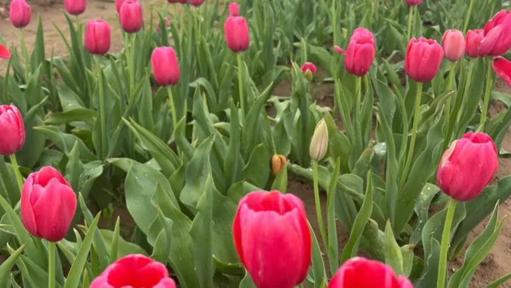 16 Front Yard Flowers That Instantly Add Curb Appeal