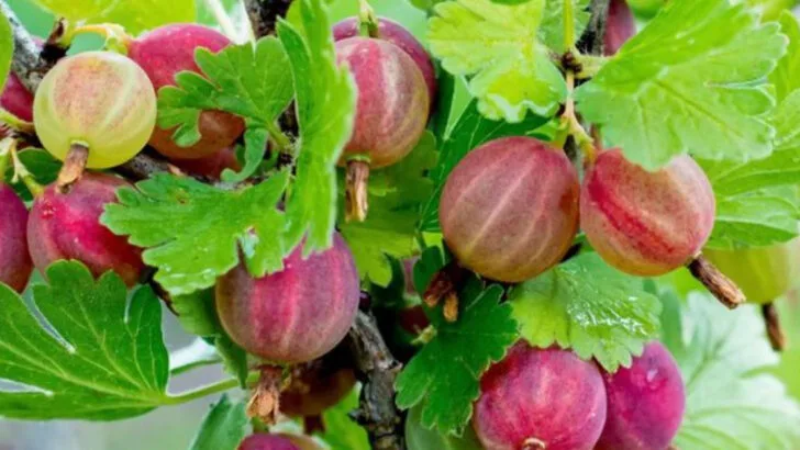 16 Fruits That Grow on Bushes—Perfect for Small Yards or Balconies