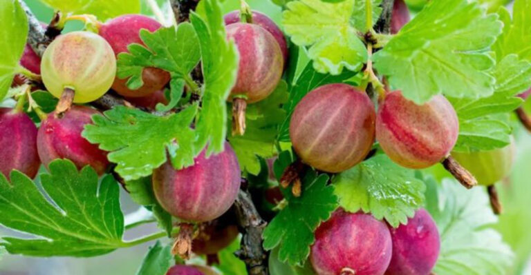 16 Fruits That Grow on Bushes—Perfect for Small Yards or Balconies