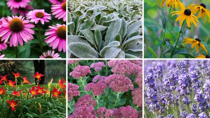16 Garden Divas That Act Like Weeds (In the Best Way!)