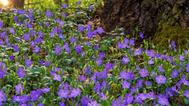 16 Ground Covers That Outcompete Weeds Naturally