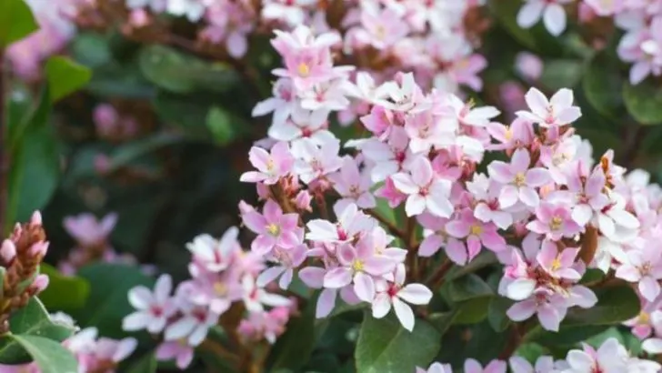 16 Heat-Loving Shrubs That Won’t Drop Leaves in Summer