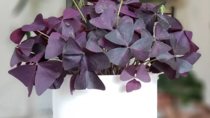 16 Houseplants That Change Color With the Seasons—Naturally