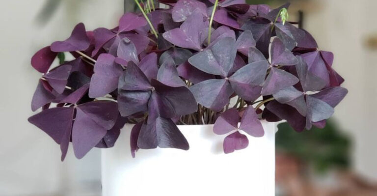 16 Houseplants That Change Color With the Seasons—Naturally