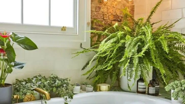 16 Houseplants That Don’t Just Survive in Bathrooms—They Love It