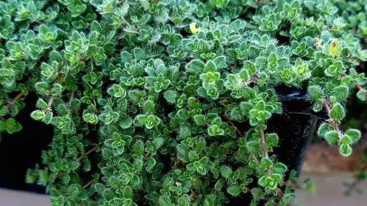 16 Low-Growing Plants That Make Better Borders Than Bricks