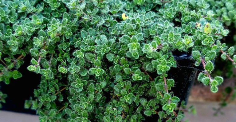 16 Low-Growing Plants That Make Better Borders Than Bricks