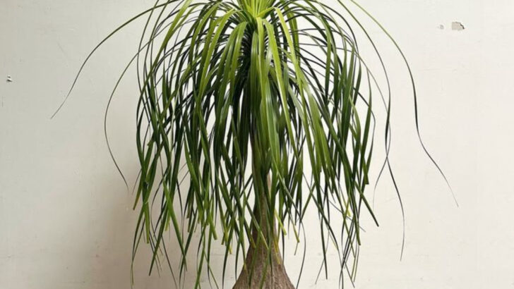 16 Low-Maintenance Indoor Trees That Feel Like Living Sculptures