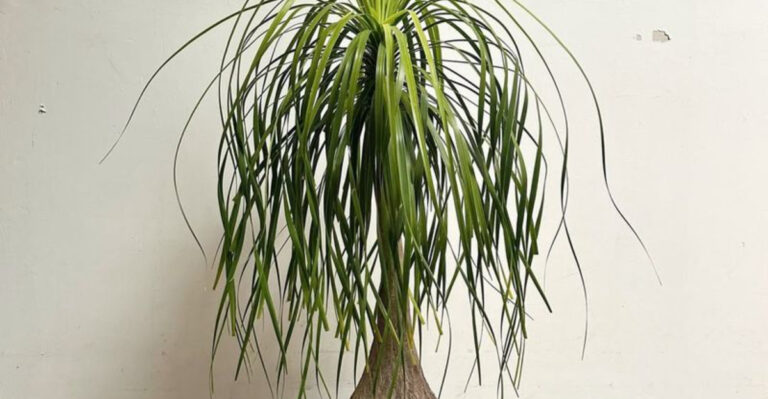 16 Low-Maintenance Indoor Trees That Feel Like Living Sculptures