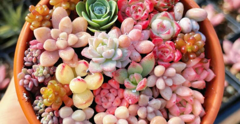16 Low-Maintenance Plants Perfect for Summer Beginners