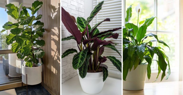 16 Lush Greenery Picks That Die Quickly Without Perfect Conditions