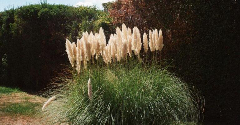 16 Native Grasses That Look Like Art (And Need Almost No Maintenance)