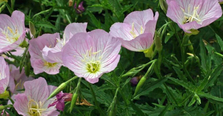 16 Night-Blooming Plants That Fill the Air With Fragrance After Dark