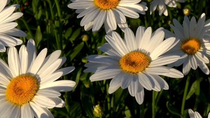 16 Perennials That Bloom All Summer Long with Minimal Effort