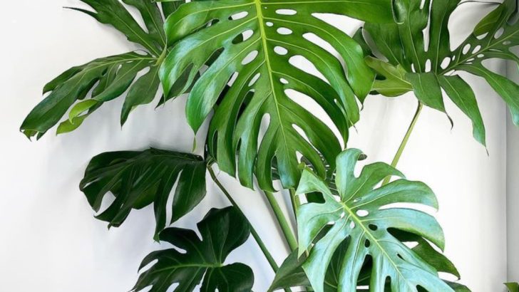16 Plant Ideas That Instantly Make Your Home Feel Like Summer Vacation