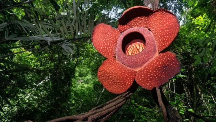 16 Plant Leaves That Look Like Something Else Entirely