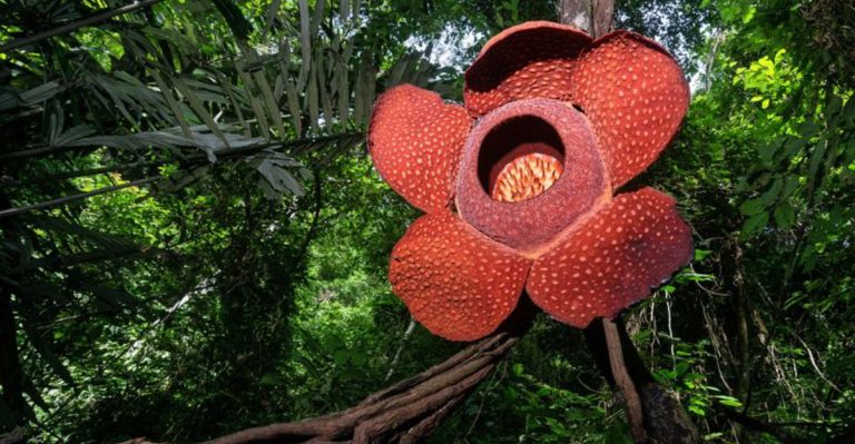 16 Plant Leaves That Look Like Something Else Entirely