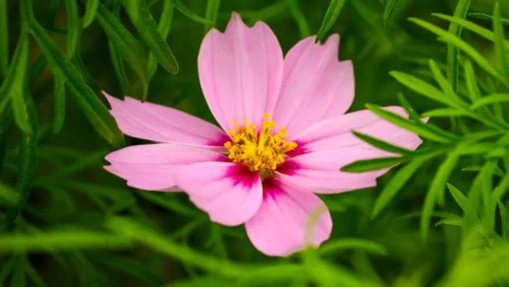 16 Plants That Attract Beneficial Insects to Your Garden All Summer Long