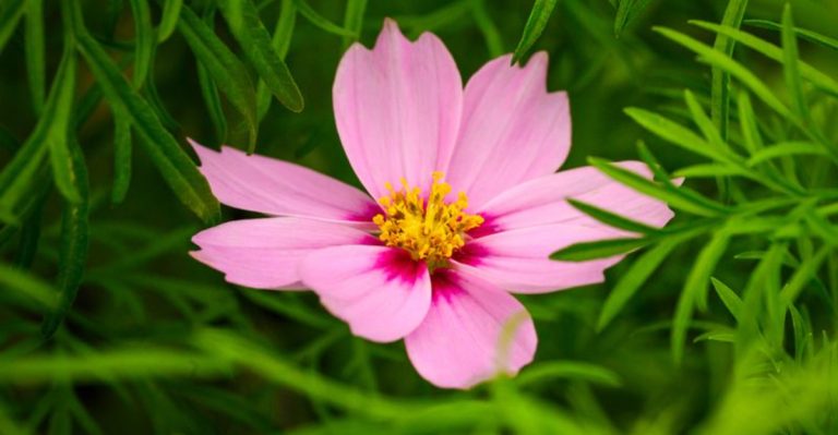 16 Plants That Attract Beneficial Insects to Your Garden All Summer Long