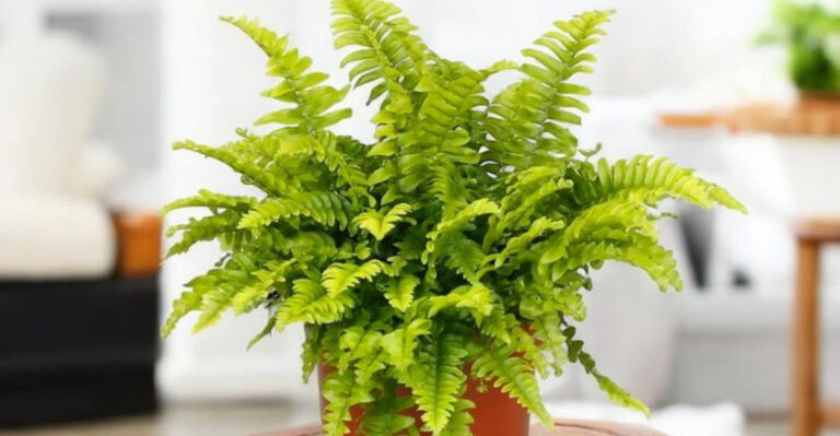 16 Plants That Clean the Air and Look Good Doing It