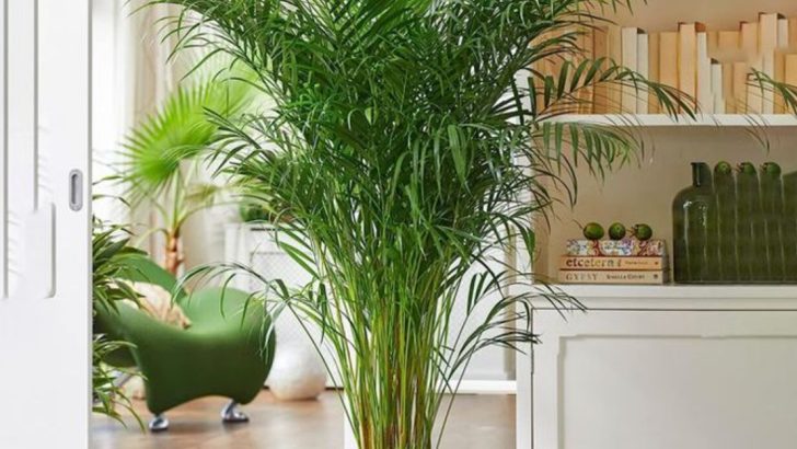 16 Plants That Clean the Air While You Sleep