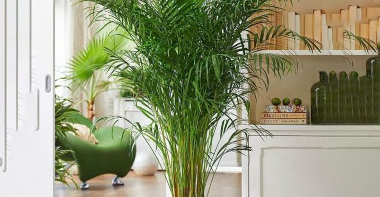 16 Plants That Clean the Air While You Sleep