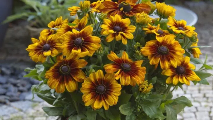 16 Plants That Handle Poor Soil So You Don’t Have To Fix It