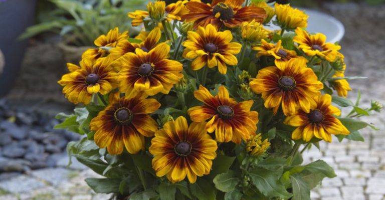 16 Plants That Handle Poor Soil So You Don’t Have To Fix It