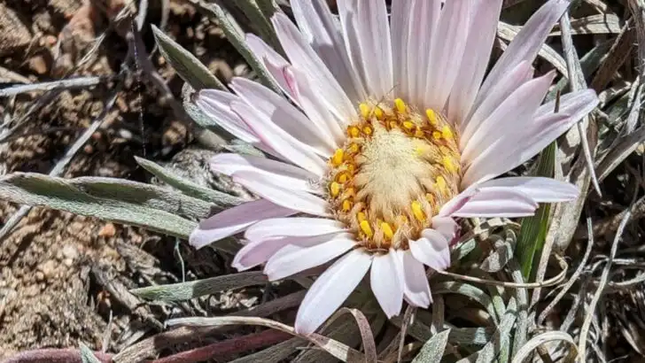 16 Plants That Help Clean Polluted Soil (And Look Great Doing It)