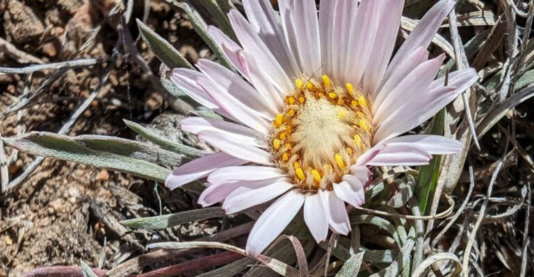 16 Plants That Help Clean Polluted Soil (And Look Great Doing It)
