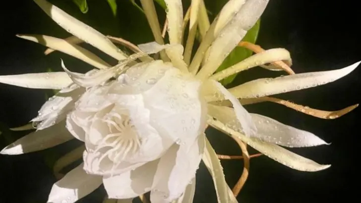 16 Plants That Only Bloom When the Moon Is Full (Yes, Really)