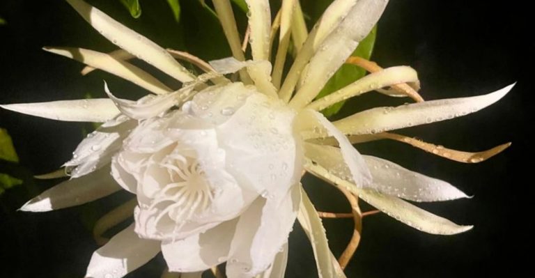16 Plants That Only Bloom When the Moon Is Full (Yes, Really)