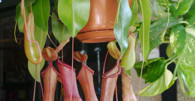 16 Plants That Repel Mosquitoes Without Harsh Chemicals