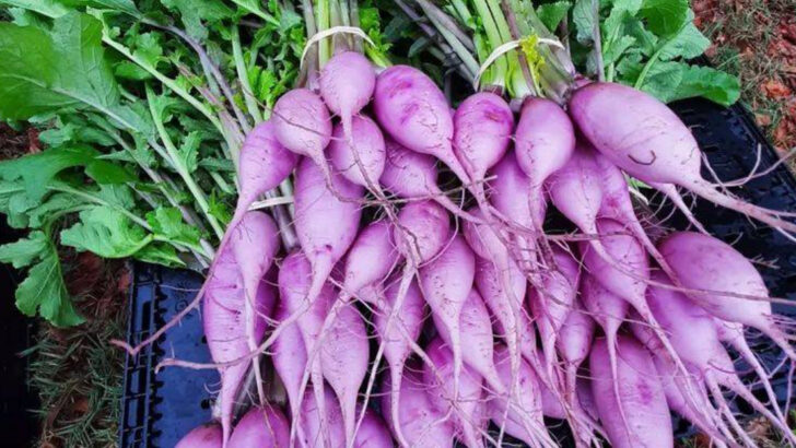 16 Plants That Secretly Fix Bad Soil While They Grow