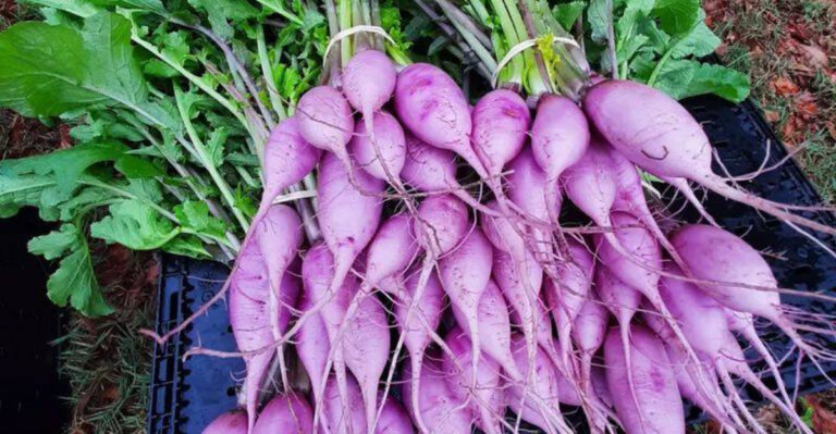 16 Plants That Secretly Fix Bad Soil While They Grow