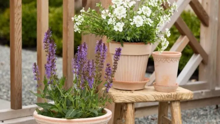 16 Plants That Thrive on Your Balcony While You’re on Vacation