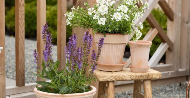 16 Plants That Thrive on Your Balcony While You’re on Vacation