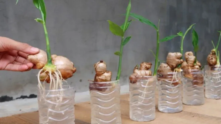 16 Plants You Can Grow from Kitchen Scraps (No Green Thumb Needed)