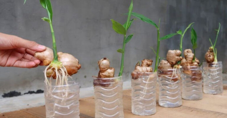 16 Plants You Can Grow from Kitchen Scraps (No Green Thumb Needed)