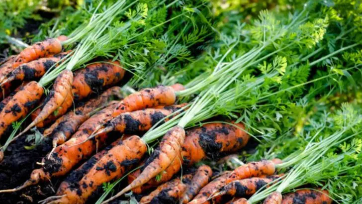 16 Plants You Can Still Plant in July Without Falling Behind