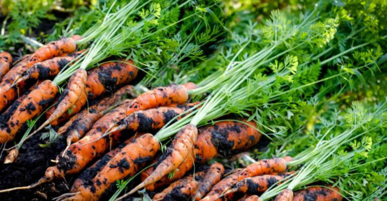 16 Plants You Can Still Plant in July Without Falling Behind