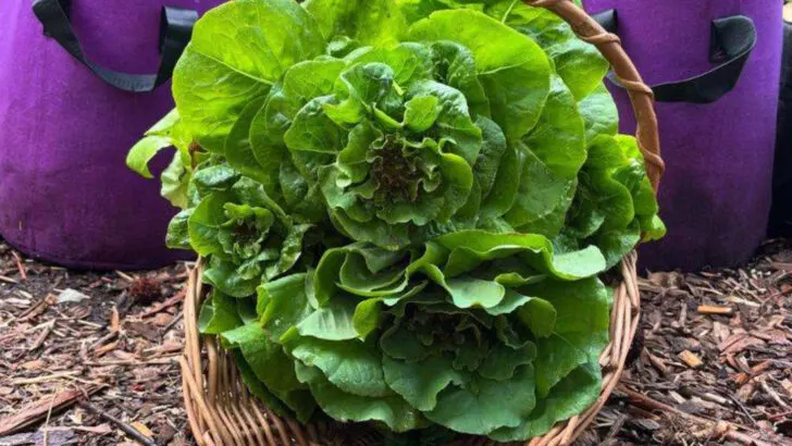 16 Plants You Can Still Plant Now for a Beautiful September Garden