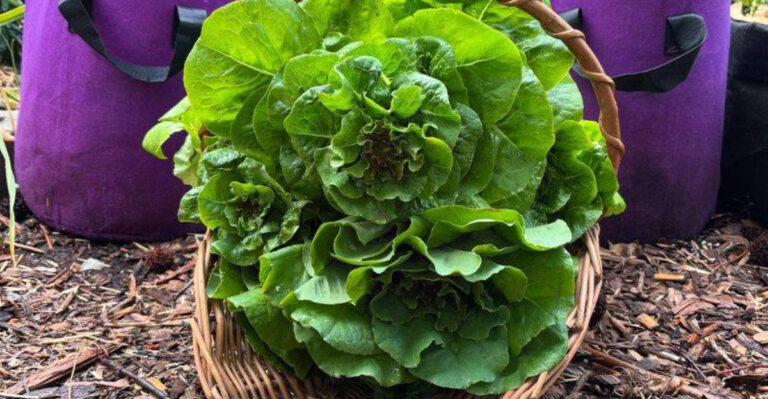 16 Plants You Can Still Plant Now for a Beautiful September Garden