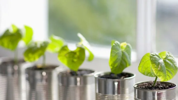 16 Recycled Items That Make Surprisingly Good Seed Starters